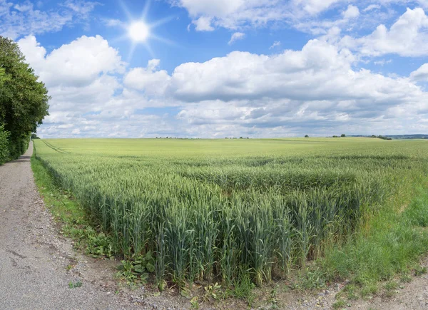 Rohu Pšeničného Pole Postranní Pěšinou Létě Slunci — Stock fotografie