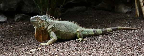 Animal Exótico Iguana Lagarto — Fotografia de Stock