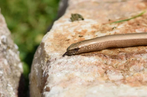 Verme Cieco Anguis Fragilis Crogiolarsi Una Pietra Soleggiata Nel Giardino — Foto Stock