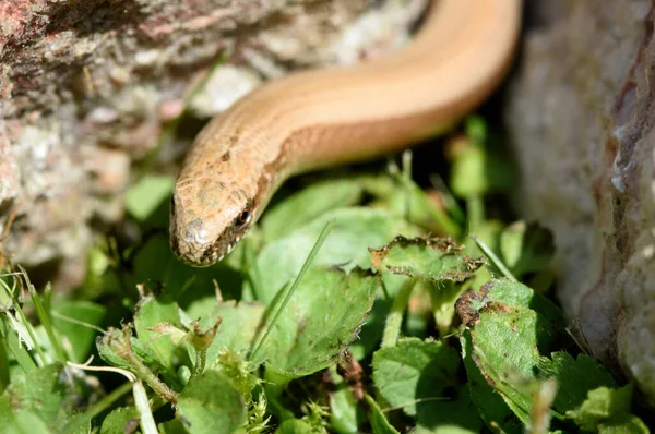 Verme Cieco Anguis Fragilis Una Pietra Soleggiata Giardino — Foto Stock