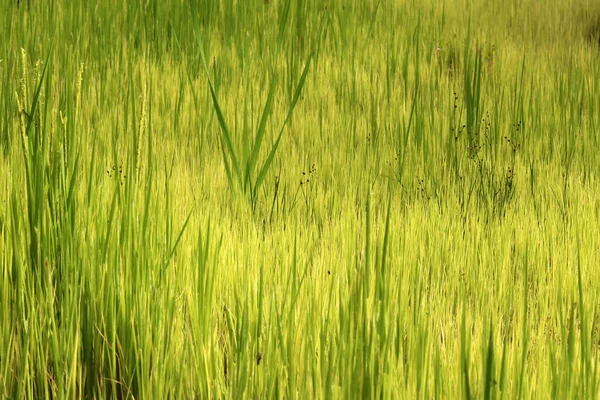 Pohled Rýžového Pole — Stock fotografie