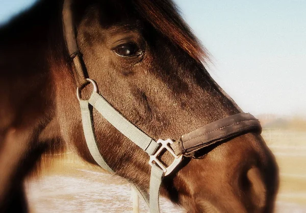 野生の自然でかわいい馬 — ストック写真