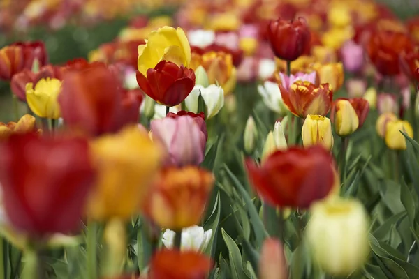 Tulpaner Blommor Vår Flora — Stockfoto
