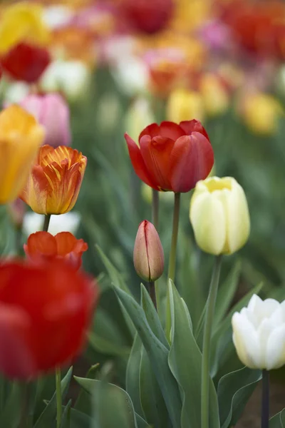 Flores Tulipas Flora Primavera — Fotografia de Stock