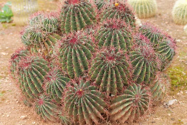 Tropical Exotic Plant Cactus — Stock Photo, Image