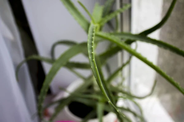 Pencere Kenarında Saksıda Aloe Çiçeği — Stok fotoğraf