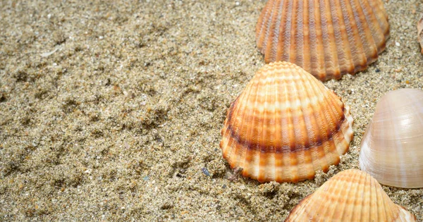 Kumsalda Güzel Bir Kabuk — Stok fotoğraf