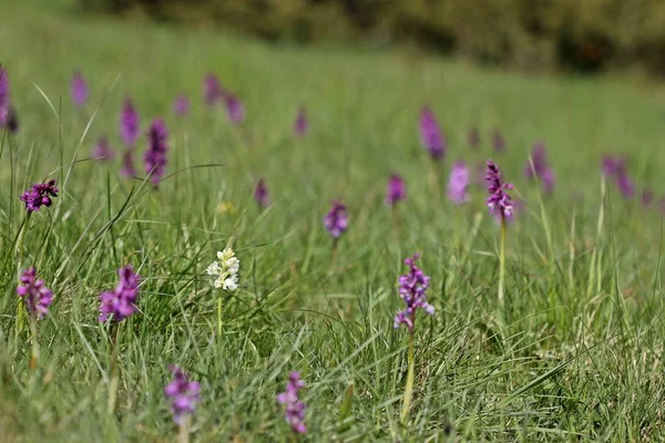 Orchidea Maestosa Bianca Orchis Mascula Tra Molte Viola — Foto Stock