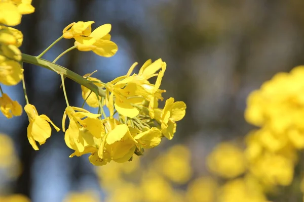 Gelbe Rapsblüten Mit Blauem Himmel Makro — Stockfoto