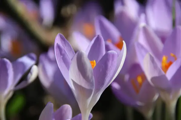 Bahar Çiçeği Mor Flora — Stok fotoğraf