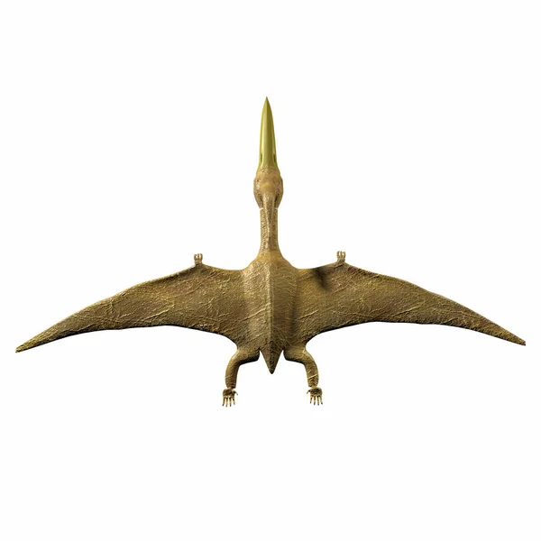 Pteranodon Sarier Vôo — Fotografia de Stock