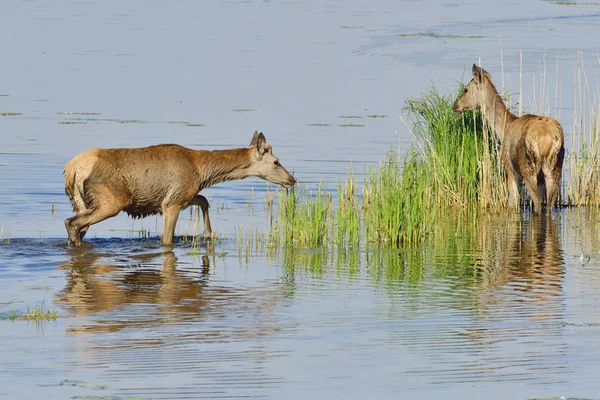 Kırmızı Geyik Vahşi Hayvan Fauna — Stok fotoğraf