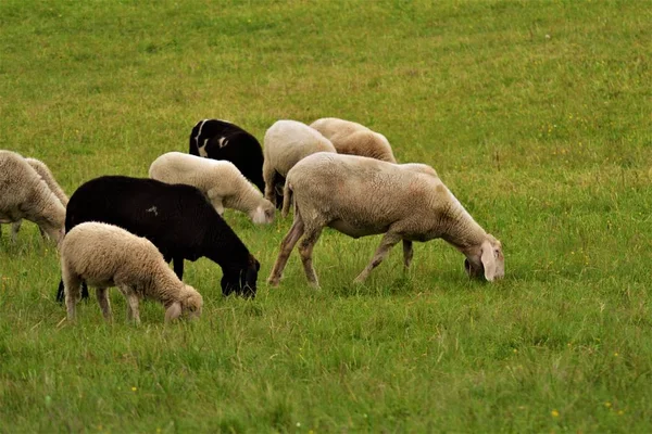 Schafe Auf Einer Wiese Den Alpen — Stockfoto
