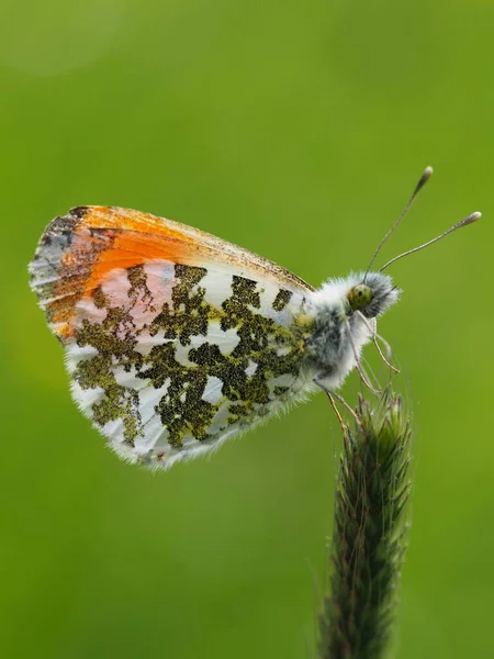 Closeup Bug Wild Nature — Stock Photo, Image