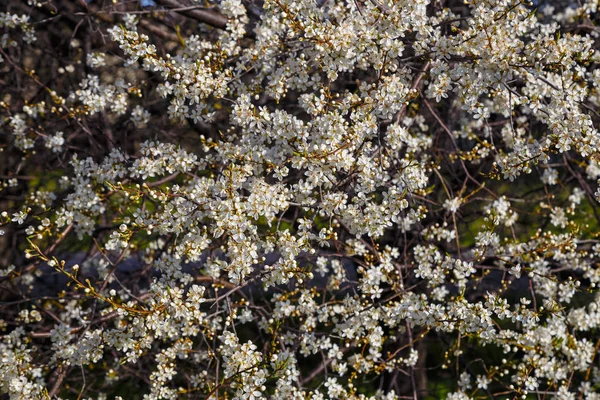 Fleurs Cerisier Blanc Floraison Printanière Fond Floral — Photo