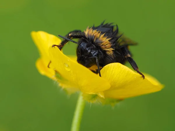 Bumblebee Regado Pela Chuva — Fotografia de Stock