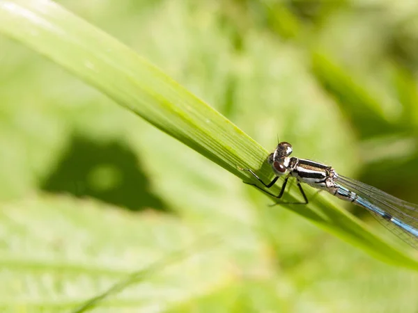 Entomologie Odonata Libellen Insecten — Stockfoto