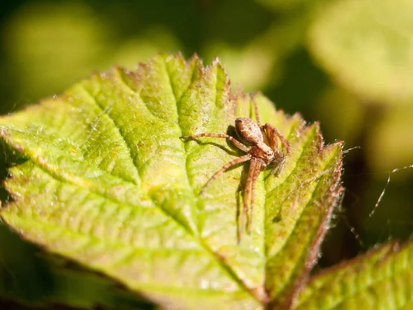 特写蜘蛛在叶子外面的春天的天光宏英国 — 图库照片