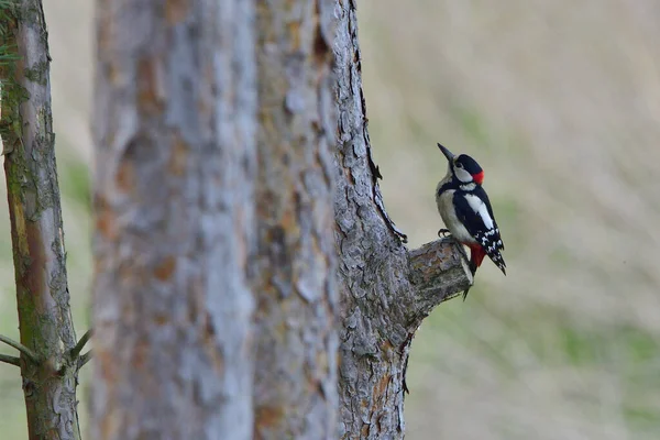 Malerischer Blick Auf Den Schönen Spechtvogel Der Natur — Stockfoto