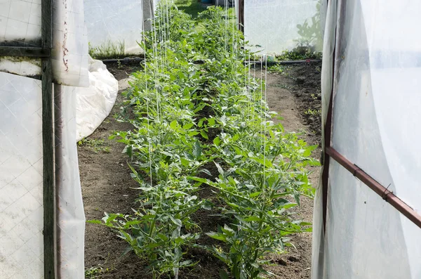 Neu Gepflanzte Tomatentriebe Gewächshaus — Stockfoto
