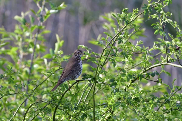 Thrush Canção Primavera — Fotografia de Stock