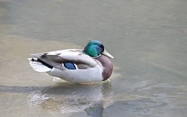 Colvert Tient Dans Eau — Photo