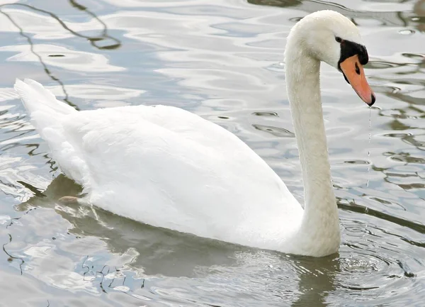 Stomme Zwaan Drijft Het Water — Stockfoto