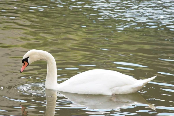 Cisne Branco Água — Fotografia de Stock