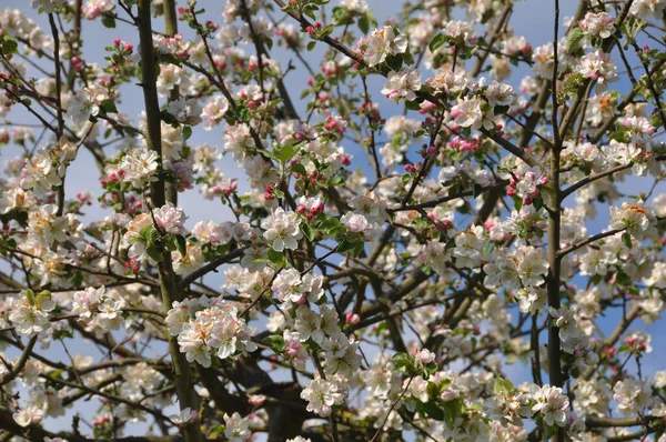 Primavera Obsthof — Fotografia de Stock