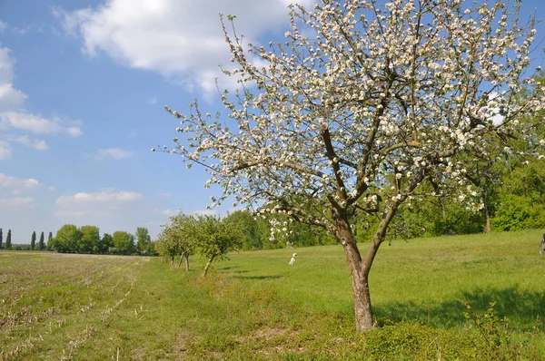 Frühling Obsthof — Stockfoto