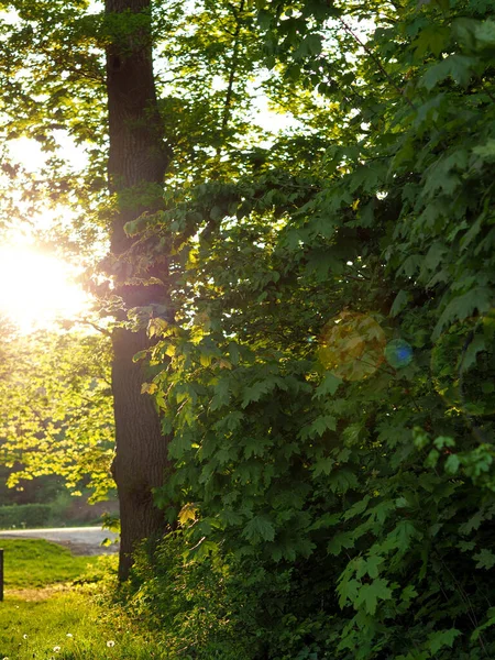 Fondo Natural Árboles Bosques Con Puesta Sol —  Fotos de Stock