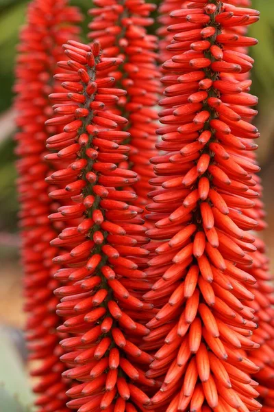 Тропическое Растение Алоэ Вера — стоковое фото