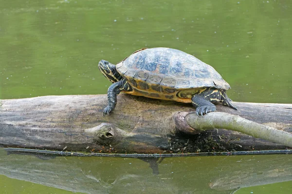 Yellow Bellied Turtle Deadwood Royalty Free Stock Images