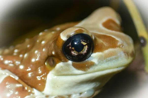 Frog Amphibian Pond Animal — Stock Photo, Image