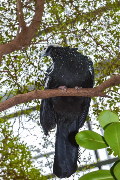 Vue Panoramique Bel Oiseau Nature — Photo