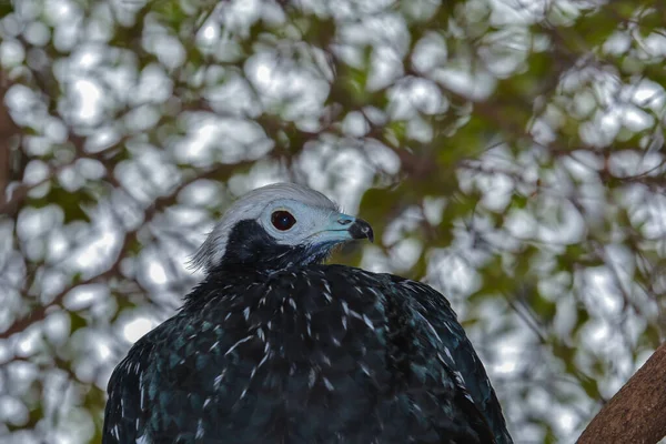 Vacker Utsikt Över Vacker Fågel Naturen — Stockfoto