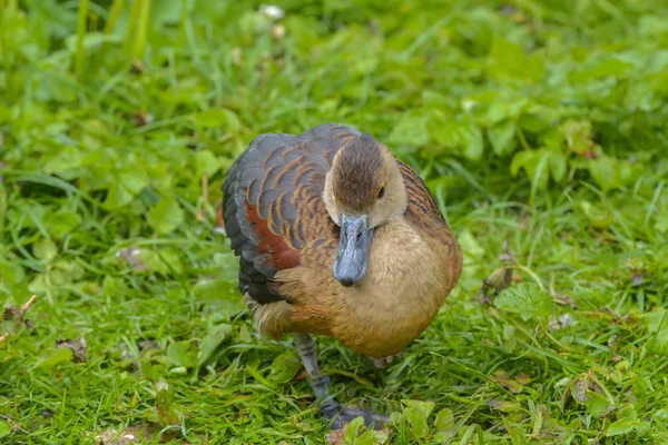 草地上的小鸭 — 图库照片
