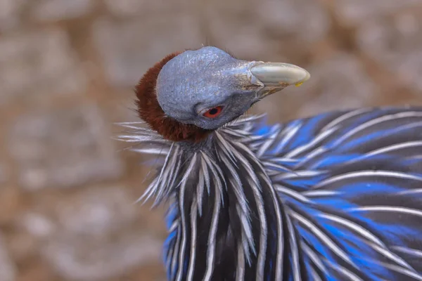 Malebný Pohled Krásného Papouška Přírodě — Stock fotografie