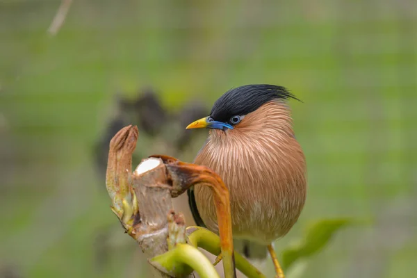 Aussichtsreiche Aussicht Auf Schöne Vögel Der Natur — Stockfoto