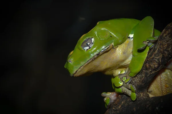 黒い背景をした緑のカエル — ストック写真
