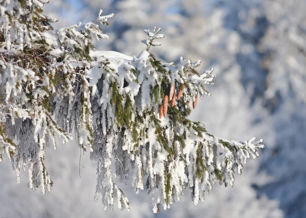 雪の結晶のクリスマスツリーと枝のコーン — ストック写真