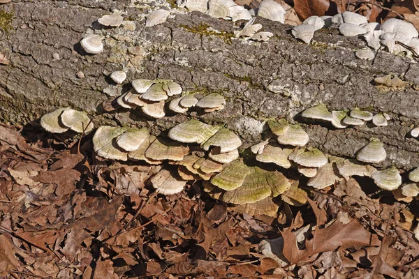 Champignon Des Arbres Dans Forêt Dans Forêt Nationale Ozark Arkansas — Photo