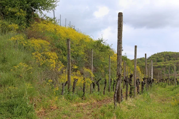 Agricultura Rural Paisagem Vinícola Com Plantas Árvores — Fotografia de Stock
