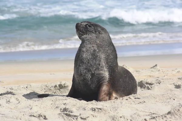 Galapagos Oroszlánfóka Strandon — Stock Fotó