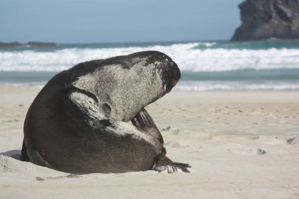 Galapagos Zeeleeuw Het Strand — Stockfoto