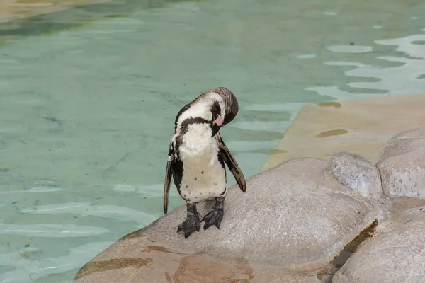 Afrikansk Pingvin Pingvin Djur Natur Fauna — Stockfoto