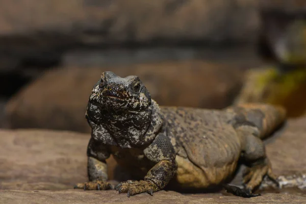 Vahşi Yaşam Hayvanı Kertenkele Hayvanı Iguana Sürüngeni — Stok fotoğraf