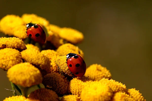 Close Bug Natureza Selvagem — Fotografia de Stock