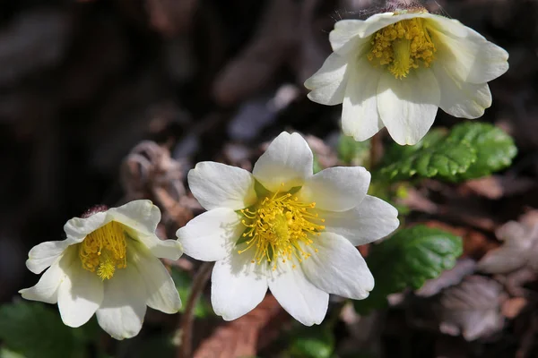 Три Цветка Белого Суслика Dryas Octopetala — стоковое фото