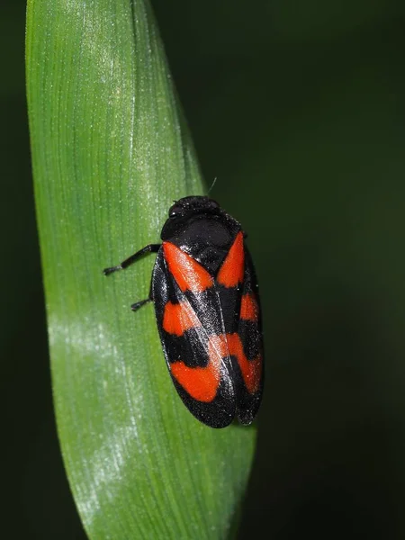 Primer Plano Error Naturaleza Salvaje — Foto de Stock